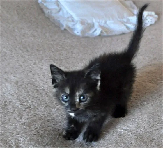 Brownie - Photo 1