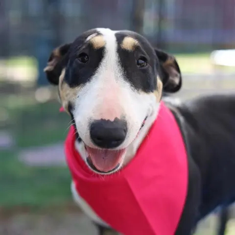 Stella