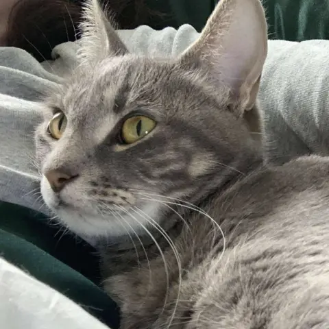 Sheba