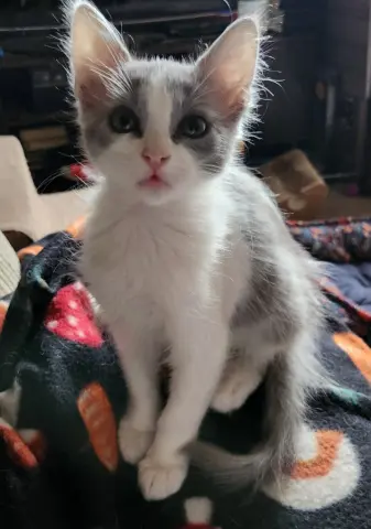 Petunia