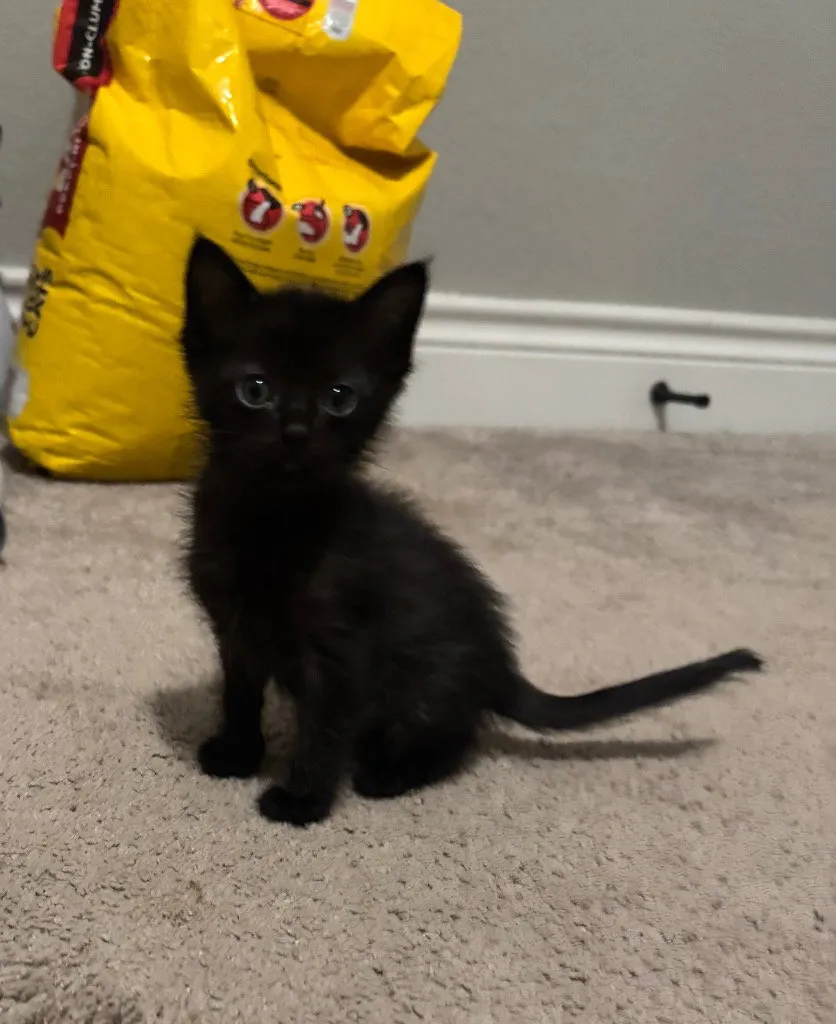 Binx - Photo 1