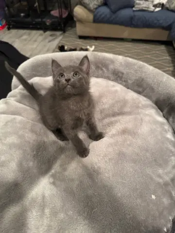 Nimbus