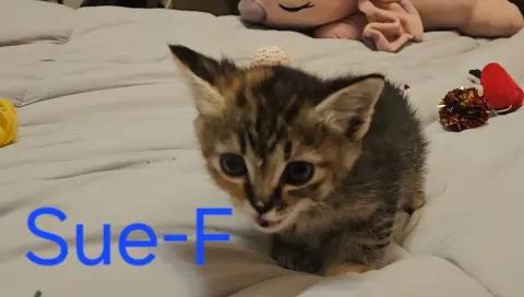 Sue