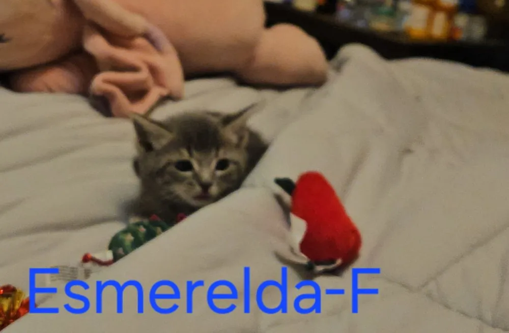 Esmerelda - Photo 1