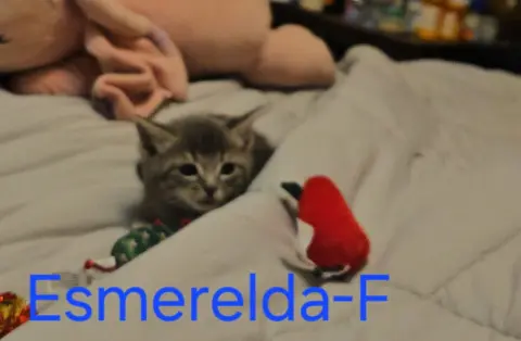 Esmerelda