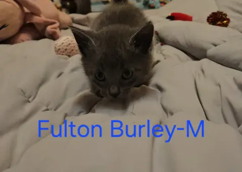 Fulton