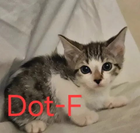 Dot
