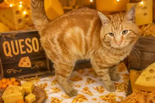 Queso