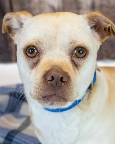Simon