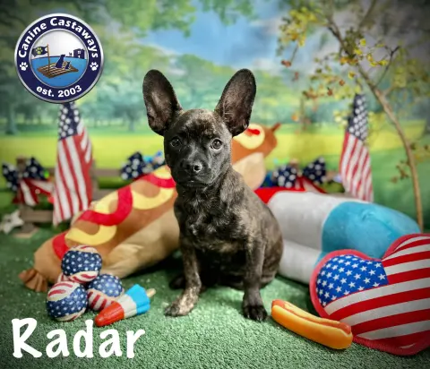Radar