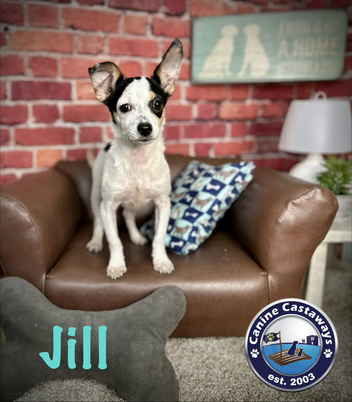 Jill - Photo 1