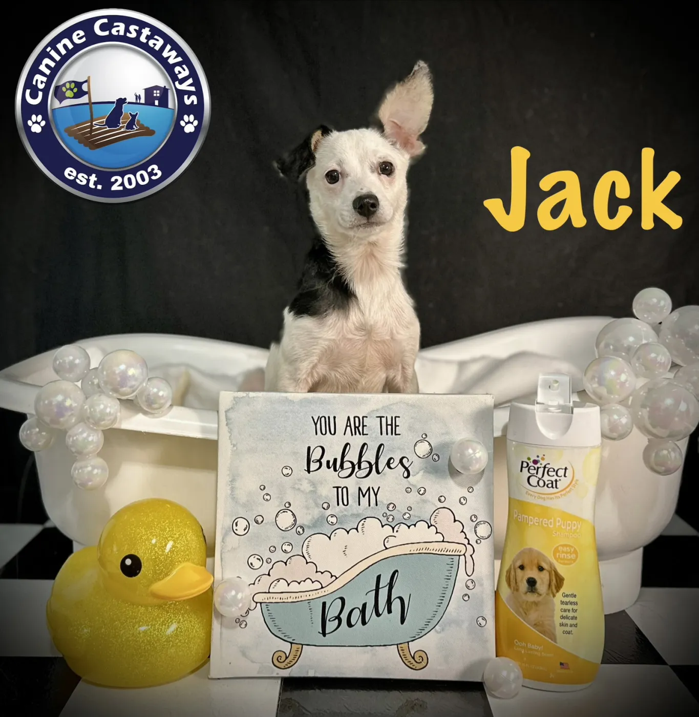 Jack - Photo 1
