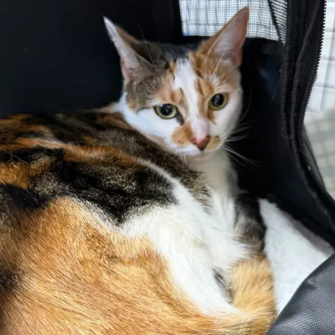 Mimi