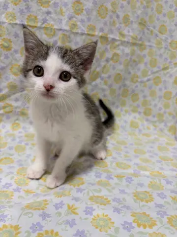 Miso