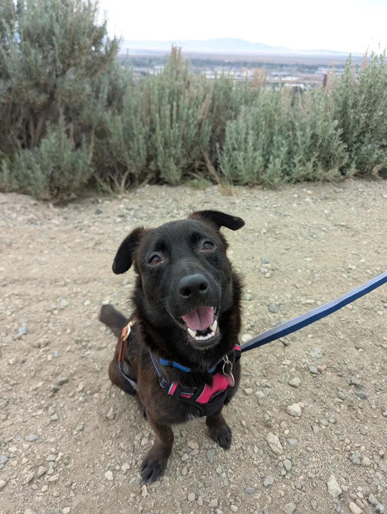Ollie - Photo 1