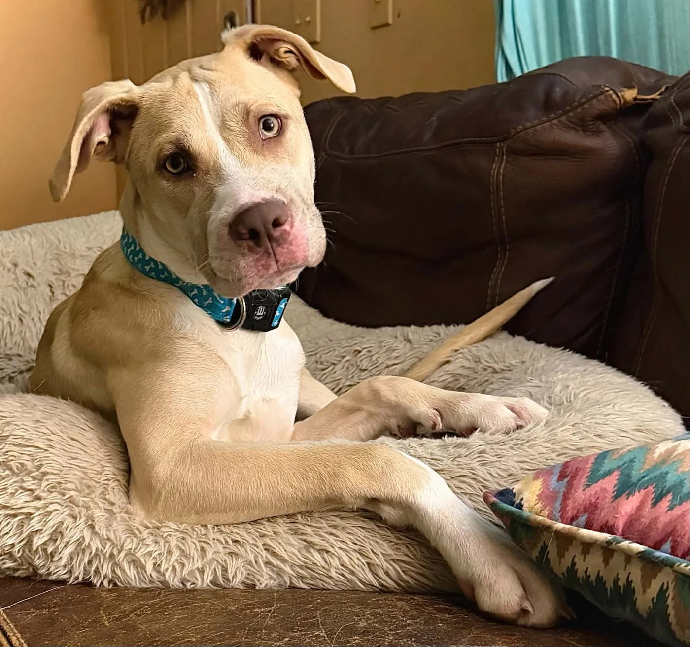 Nala - Photo 1
