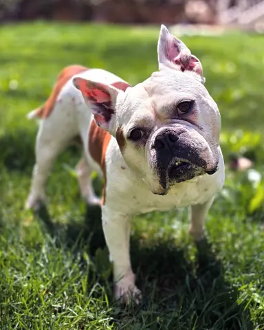 Brenda