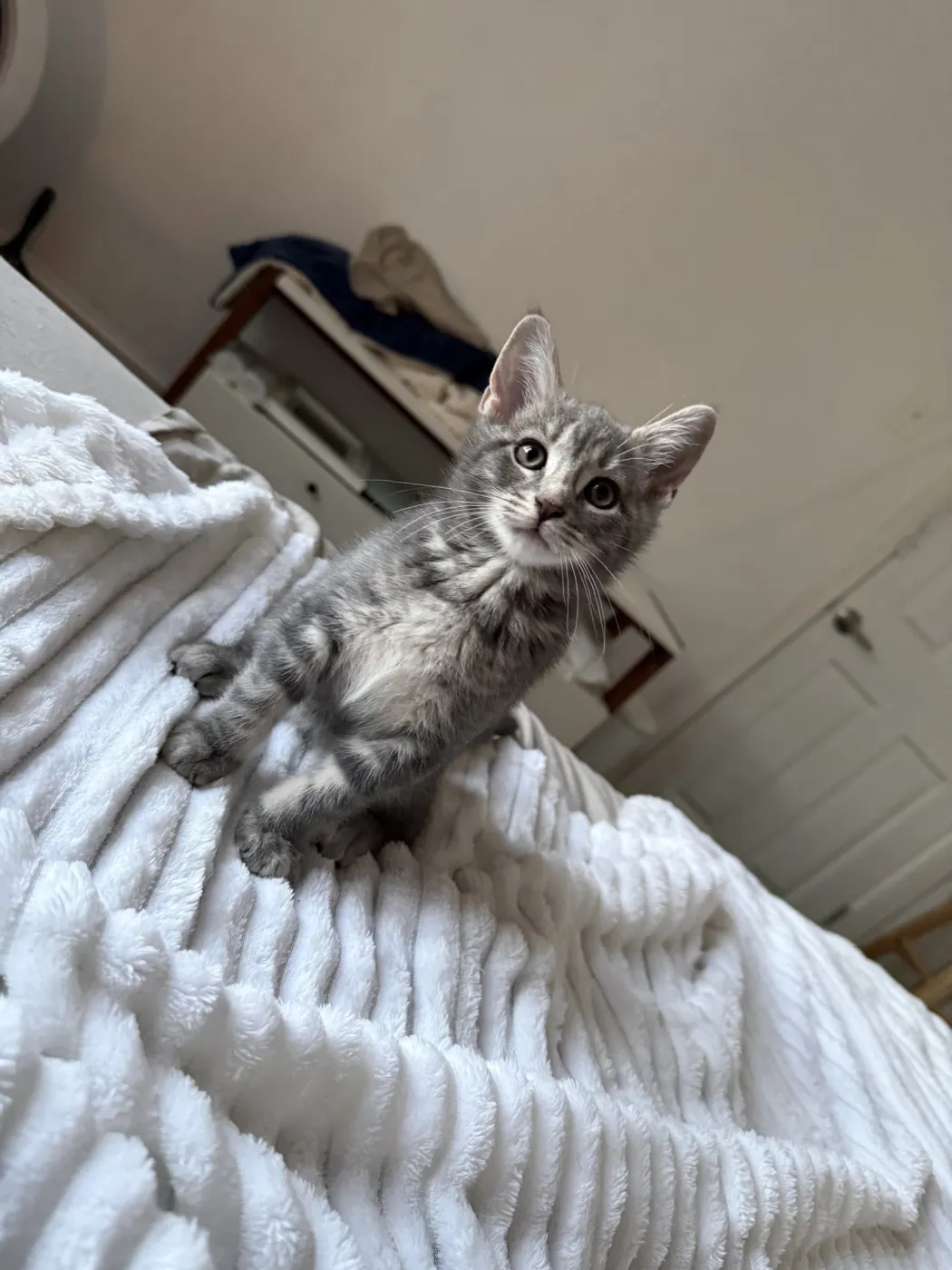 Reishi - Photo 1