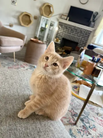 Turkey Tail