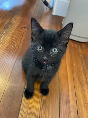 Frodo