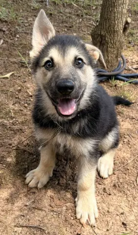 Maggie