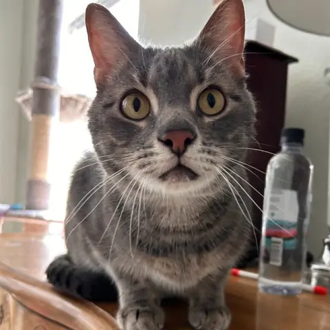 Cali