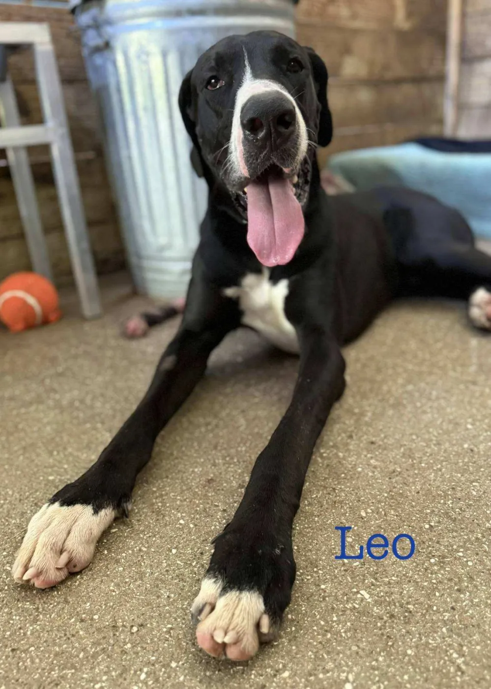 Leo - Photo 1
