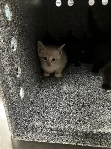 Odd Ball