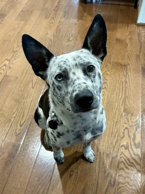 Oreo - Photo 1