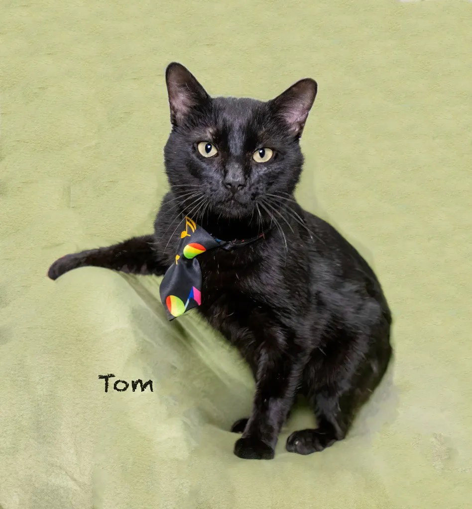 Tom - Photo 1