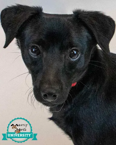 Jet