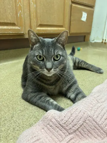 Jj