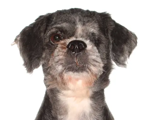 Buddy