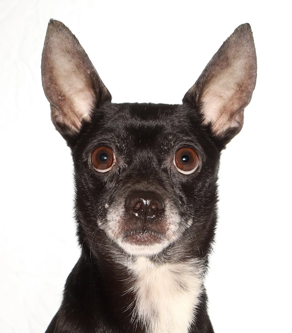 Toby - Photo 1