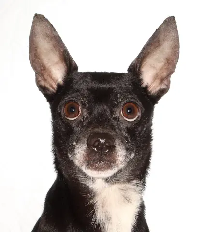 Toby
