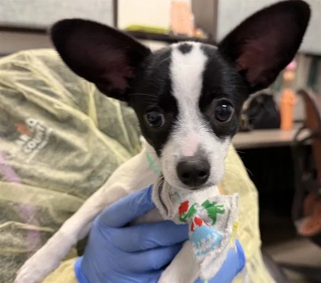 Chiquita - Photo 1