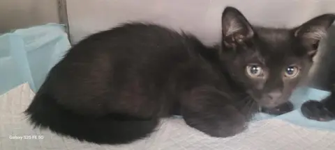Tofu