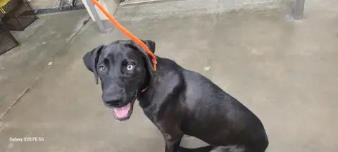 Maverick