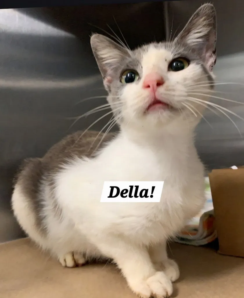 Della - Photo 1