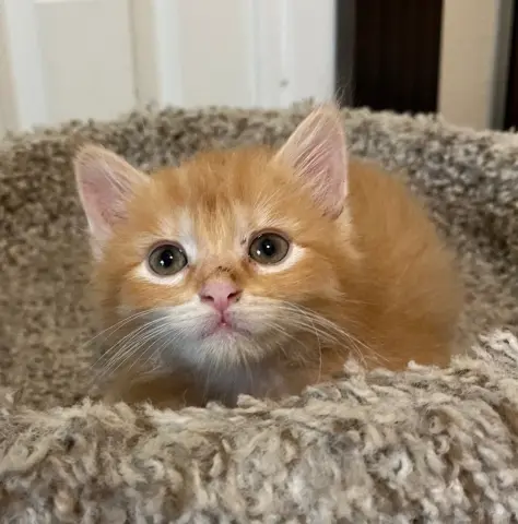 Oscar
