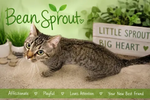 Bean Sprout