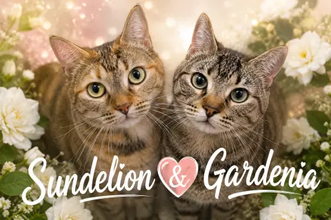 Sundelion