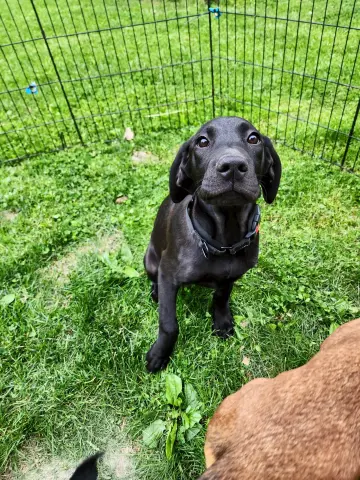 Cinder
