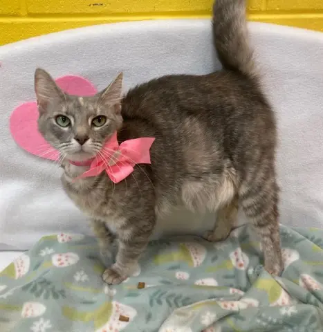 Lulu
