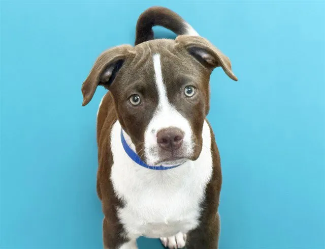Milo - Photo 1