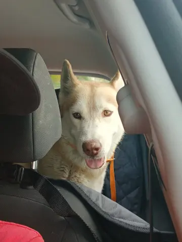Mochi