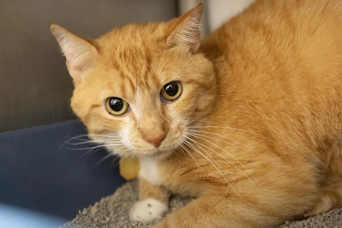 Garfield - Photo 1