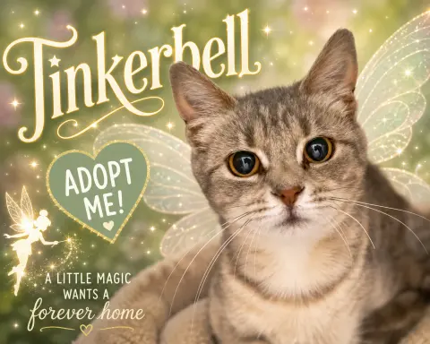 Tinkerbell