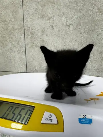 Oliver