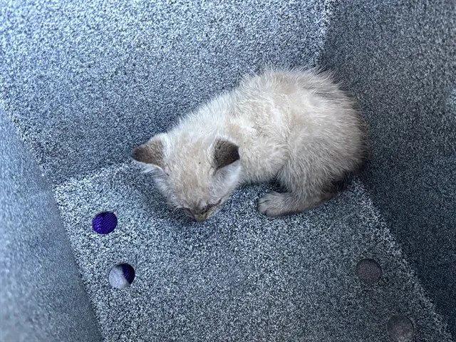 Milo - Photo 1